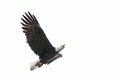 American bald eagle in flight Royalty Free Stock Photo