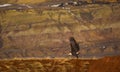 American Bald Eagle In Flight Desert Scene Royalty Free Stock Photo