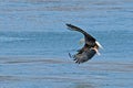 American Bald Eagle In in Flight With Fish Royalty Free Stock Photo