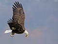American Bald Eagle In Flight With Fish Royalty Free Stock Photo