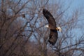 American Bald Eagle in flight