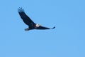 American Bald Eagle in flight Royalty Free Stock Photo
