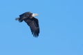 American Bald Eagle in flight