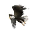 American bald eagle in flight isolated on white Royalty Free Stock Photo
