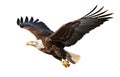 American Bald Eagle In Flight Isolated on a White Background - Generative AI Transparent PNG Royalty Free Stock Photo