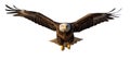 American Bald Eagle In Flight Isolated on a White Background - Generative AI Transparent PNG Royalty Free Stock Photo