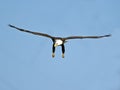 American Bald Eagle in Flight Royalty Free Stock Photo