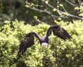 American Bald Eagle Royalty Free Stock Photo