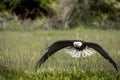 American Bald Eagle