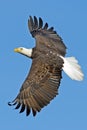 American Bald Eagle Royalty Free Stock Photo