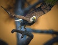 American bald eagle in flight at sunset.tif Royalty Free Stock Photo