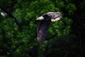 American Bald Eagle