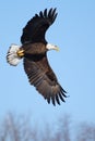 American Bald Eagle flying