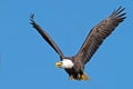 American Bald Eagle Royalty Free Stock Photo