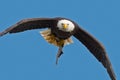 American Bald Eagle Royalty Free Stock Photo