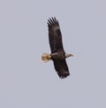 American Bald Eagle flying in the sky with wings extended fully Royalty Free Stock Photo