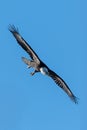 American Bald Eagle flying along the Mississippi River