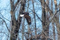 American Bald Eagle flying along the Mississippi River