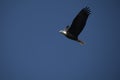 American bald eagle flying in blue sky Royalty Free Stock Photo