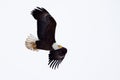 American Bald Eagle flying