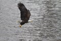 Bald Eagle Flying with a Fish in its Talons Royalty Free Stock Photo