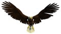 American bald eagle flying and hunting Royalty Free Stock Photo
