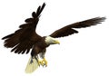 American bald eagle flying and hunting side Royalty Free Stock Photo