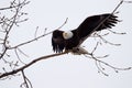 American Bald Eagle flying Royalty Free Stock Photo