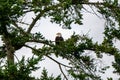 American bald eagle framed by tree branches green Washington state birds of prey Royalty Free Stock Photo