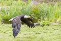 An American bald eagle in full flight just above the ground Royalty Free Stock Photo