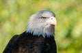 american bald eagle gets a close up head shot