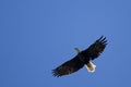 an American Bald eagle gliding in sky