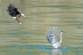 American Bald Eagle with Great Blue Heron Royalty Free Stock Photo