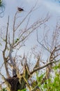 An American Bald Eagle Guarding His Eaglet Royalty Free Stock Photo