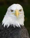 American Bald Eagle (Haliaeetus leucocephalus) Royalty Free Stock Photo