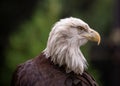 American Bald Eagle (Haliaeetus leucocephalus) Royalty Free Stock Photo