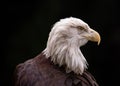 American Bald Eagle (Haliaeetus leucocephalus Royalty Free Stock Photo