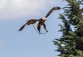 American bald eagle attack simulation at falconry display Royalty Free Stock Photo