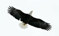 American Bald Eagle (Haliaeetus leucocephalus) in Flight Royalty Free Stock Photo