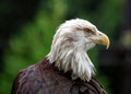 American Bald Eagle (Haliaeetus leucocephalus) in North America Royalty Free Stock Photo