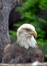 American Bald Eagle (Haliaeetus leucocephalus) in North America Royalty Free Stock Photo