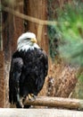 American Bald Eagle (Haliaeetus leucocephalus) in North America Royalty Free Stock Photo