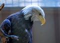 American Bald Eagle (Haliaeetus leucocephalus) in North America Royalty Free Stock Photo