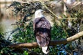 American Bald Eagle (Haliaeetus leucocephalus) in North America Royalty Free Stock Photo