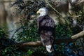 American Bald Eagle (Haliaeetus leucocephalus) in North America Royalty Free Stock Photo