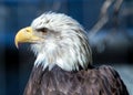 American Bald Eagle (Haliaeetus leucocephalus) in North America Royalty Free Stock Photo