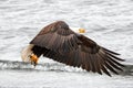 American Bald Eagle [haliaeetus Leucocephalus] With Outstretched Wings In Coastal Alaska USA
