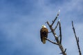 An american bald eagle Haliaeetus leucocephalus Royalty Free Stock Photo