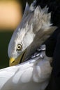 American Bald Eagle (Haliaeetus leucocephalus) Preens Tail Royalty Free Stock Photo