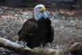 An American Bald Eagle - Haliaeetus leucocephalus Royalty Free Stock Photo
